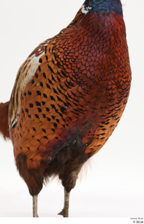 Pheasant  2 chest 0004.jpg